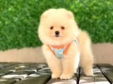 0-3 Aylık Yavru Pomeranian