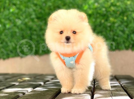 0-3 Aylık Yavru Pomeranian