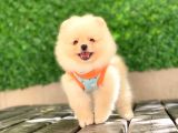 0-3 Aylık Yavru Pomeranian