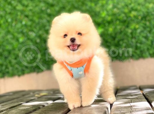0-3 Aylık Yavru Pomeranian görsel