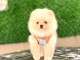 0-3 Aylık Yavru Pomeranian