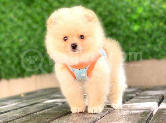 0-3 Aylık Yavru Pomeranian görsel