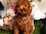 KIVIRCIK TÜY YUMAĞI KORE TOY POODLELARI