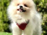 Snowball Boo Surat Pomerani̇an Yavrularimiz