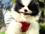 Snowball Boo Surat Pomerani̇an Yavrularimiz