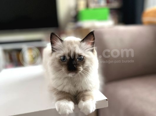 Maviş Ragdoll görsel