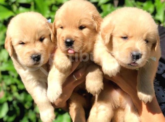 Golden Puppi̇es görsel