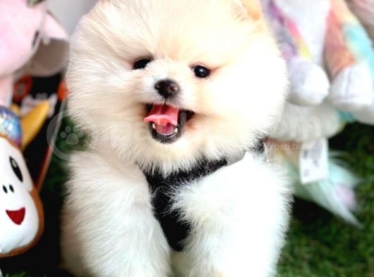 Safkan Pomeranian Boo Yavrularımız