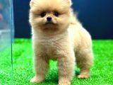 2 Aylık Pomeranian Bebekler