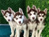 Çok Kali̇teli̇ Si̇bi̇rya Kurdu Yavrularimiz