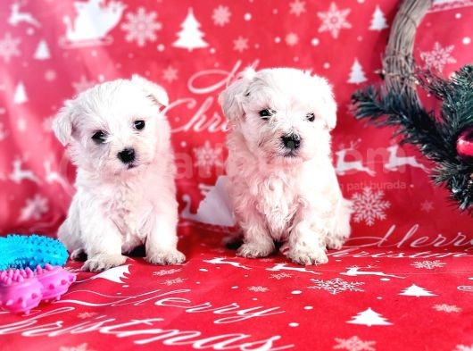 Mini Minnoş Maltese Terrier Bebekler görsel