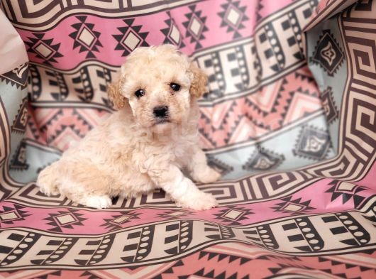 Kıvırcık Mini Maltipoo Bebeklerim görsel