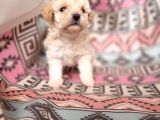Kıvırcık Mini Maltipoo Bebeklerim
