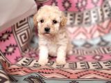 Kıvırcık Mini Maltipoo Bebeklerim