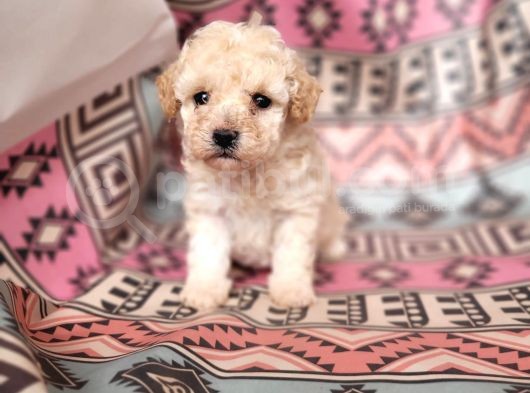 Kıvırcık Mini Maltipoo Bebeklerim