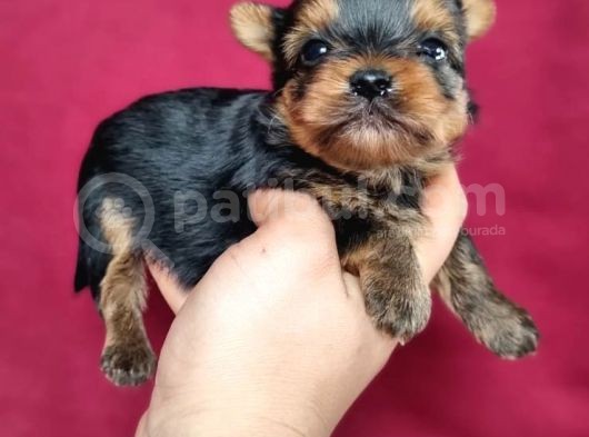 Teacup Yorkshi̇re Terrier Bebekler görsel