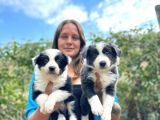 Border Collie Bebekler