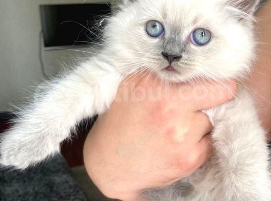 2 Aylık Blue Point Ve Pamuk Beyazi