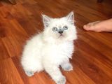 2 Aylık Blue Point Ve Pamuk Beyazi