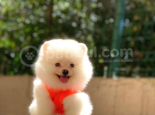 Süper Kalite Pomeranian Yavrular