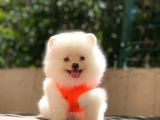 Süper Kalite Pomeranian Yavrular