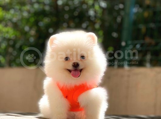 Süper Kalite Pomeranian Yavrular görsel