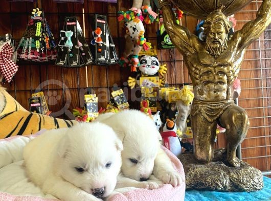 Ayi̇ Yavrusu Samoyed A Kali̇te Irk görsel