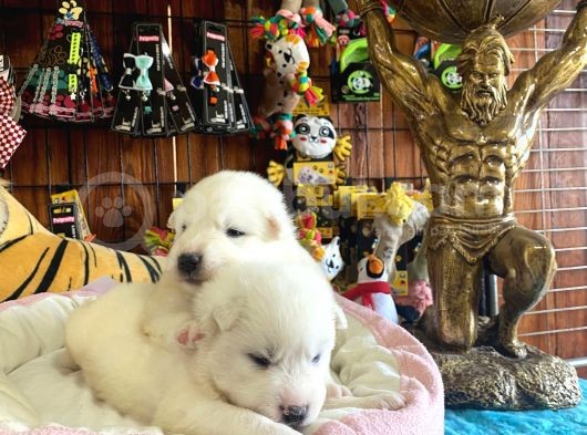 Ayi̇ Yavrusu Samoyed A Kali̇te Irk görsel
