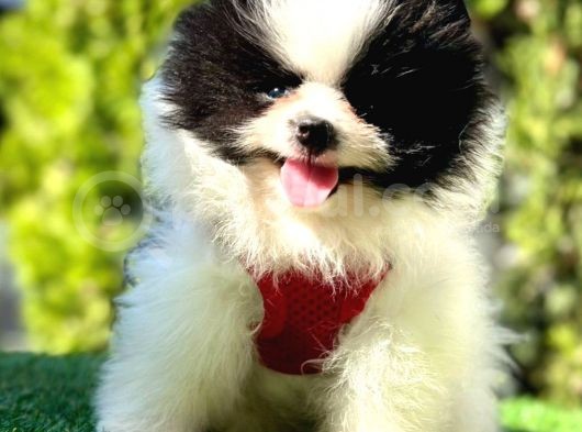 Tilki Surat Pomeranian Yavru