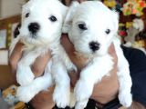 BEMBEYAZ MALTESE TERRİER 0 NUMARA