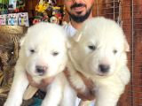 Ayi̇ Yavrusu Samoyed A Kali̇te Irk