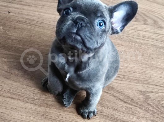Blue Fransız Buldog Mavi Gözlü Bebekler görsel