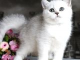 British shorthair ve longhair Silver