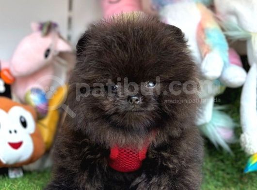 Safkan Pomeranian Boo Yavrularımız görsel