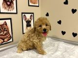Mi̇ni̇k Boy Malti̇poo Lar Sadece Aron Petshop Da