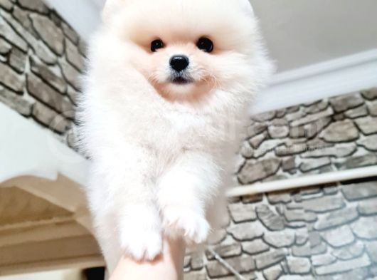 Orji̇nal Kar Beyaz Pomerani̇an Boo Yavrularimiz görsel