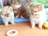 Anne Altından En Güzel Mini Pomeranian Yavrularımız