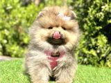 BICIRIK PUF PUF BOO SURATLI POMERANİAN YAVRULAR