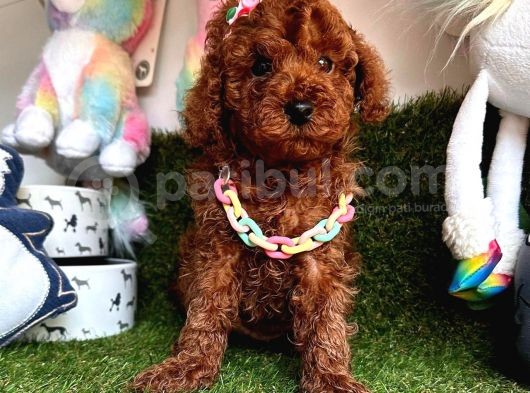 Her Evde Bir Toy Poodle