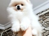 Orji̇nal Kar Beyaz Pomerani̇an Boo Yavrularimiz