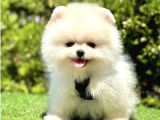 Bicirik Puf Puf Boo Suratli Pomerani̇an Yavrular