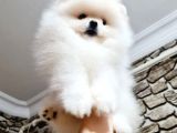 Orji̇nal Kar Beyaz Pomerani̇an Boo Yavrularimiz