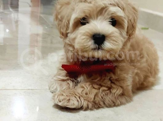 Malti̇po Ci̇nsi̇ 