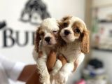 Mükemmel Kalitede Cavalier Bebekler Için Acele Edin