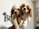 Mükemmel Kalitede Cavalier Bebekler Için Acele Edin