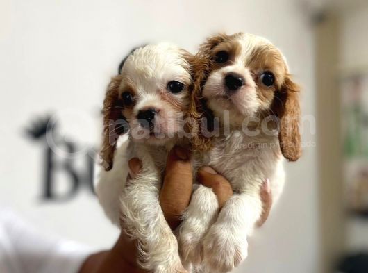 Mükemmel Kalitede Cavalier Bebekler Için Acele Edin görsel