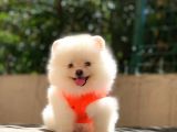 Üst Kali̇te Pomeranian Boo Yavrulari