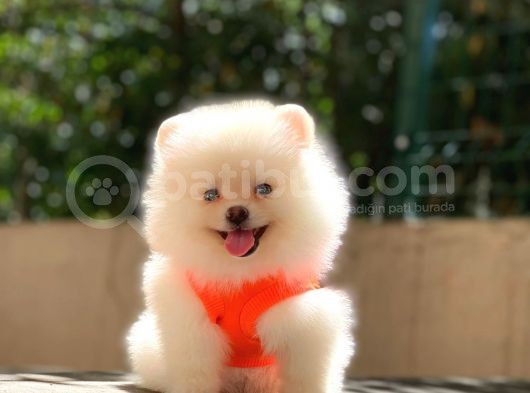 Üst Kali̇te Pomeranian Boo Yavrulari görsel