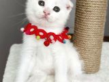 Dişi Kartopumuz  Scottish Fold Bebemiz