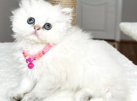 Dişi Chinchilla Pofuduk Dünya Güzeli Bebemiz görsel